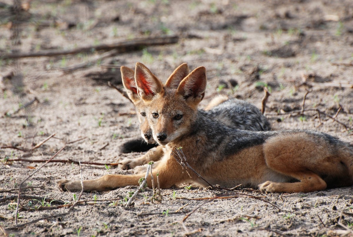 Шакал семейство псовых