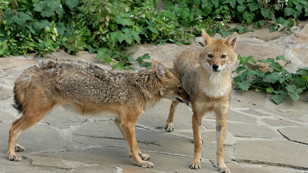 Аравийская красная лисица - псовые (Canidae)