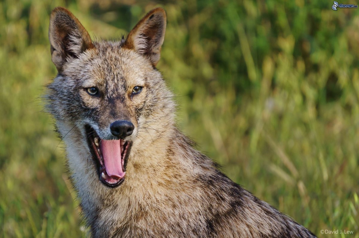 Чепрачный Шакал