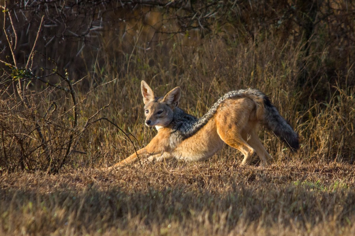 Эфиопский волк
