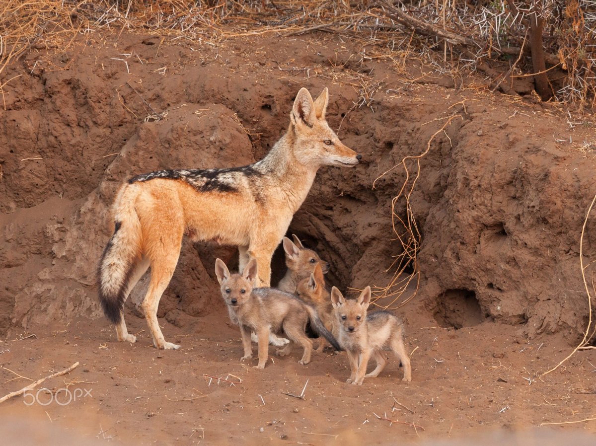 Детеныш шакала