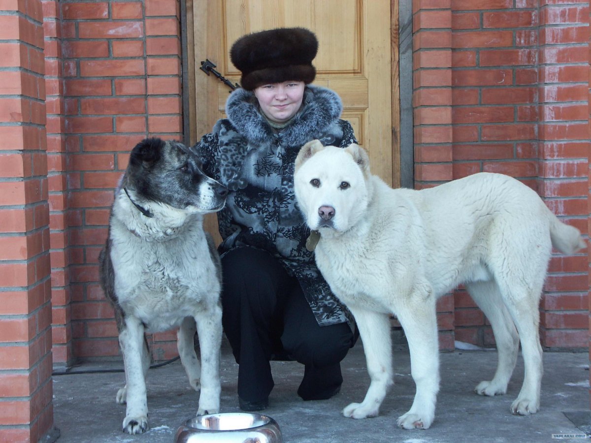 Персональные тренировки с кинологом в Волжском с щенком алабая
