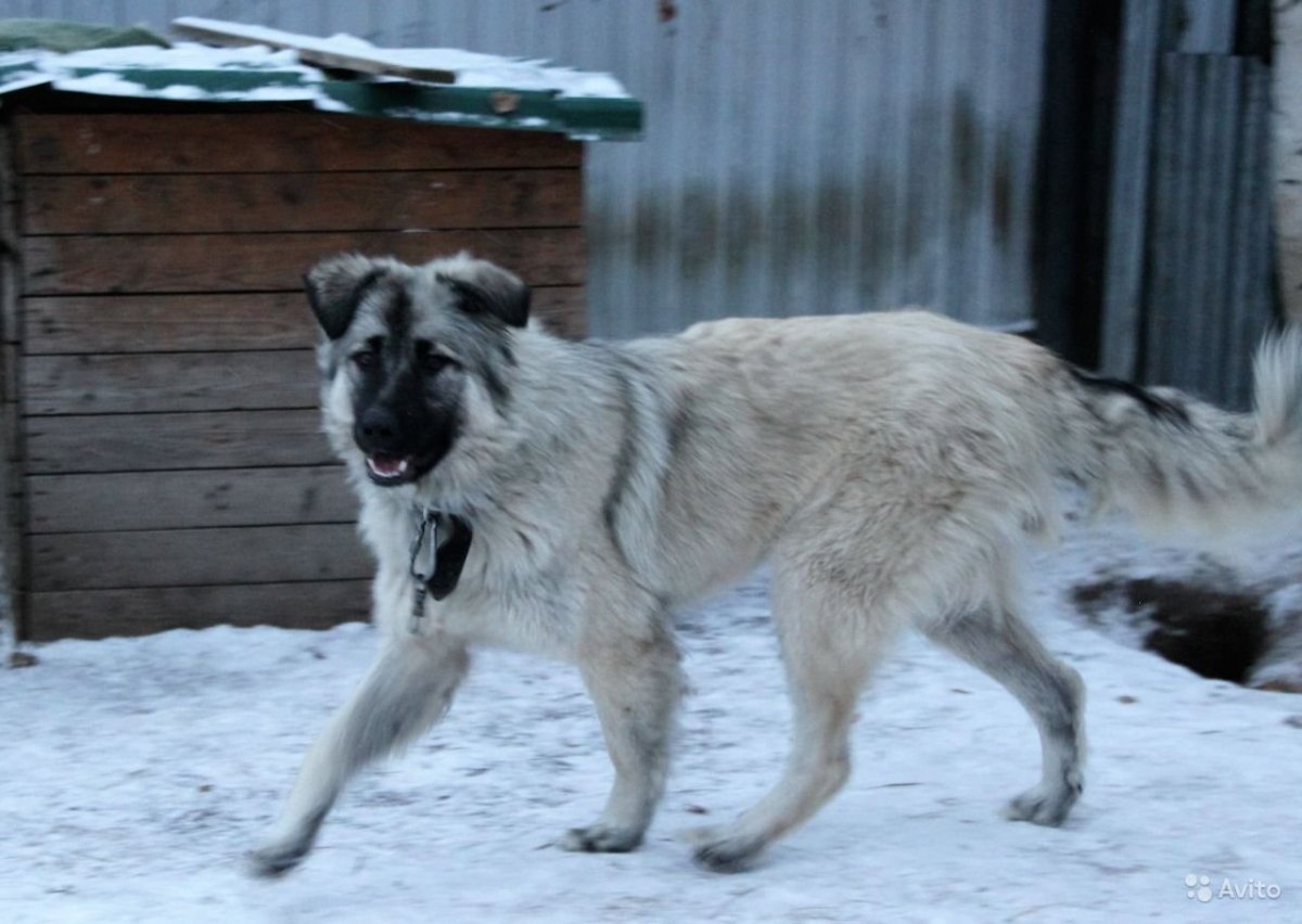 Кхан собака