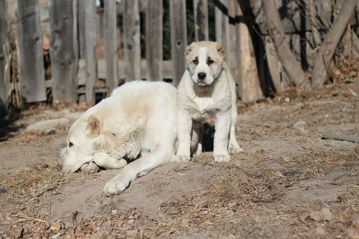 Гибрид алабая и волка
