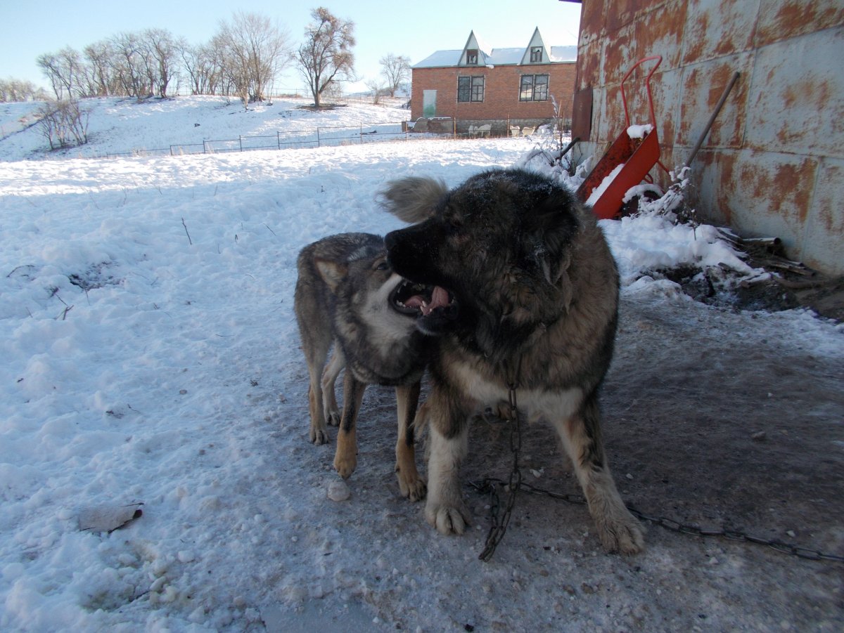 Метис алабая