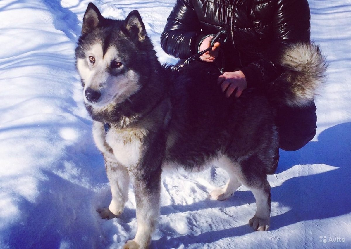 Туркменский волкодав кангал