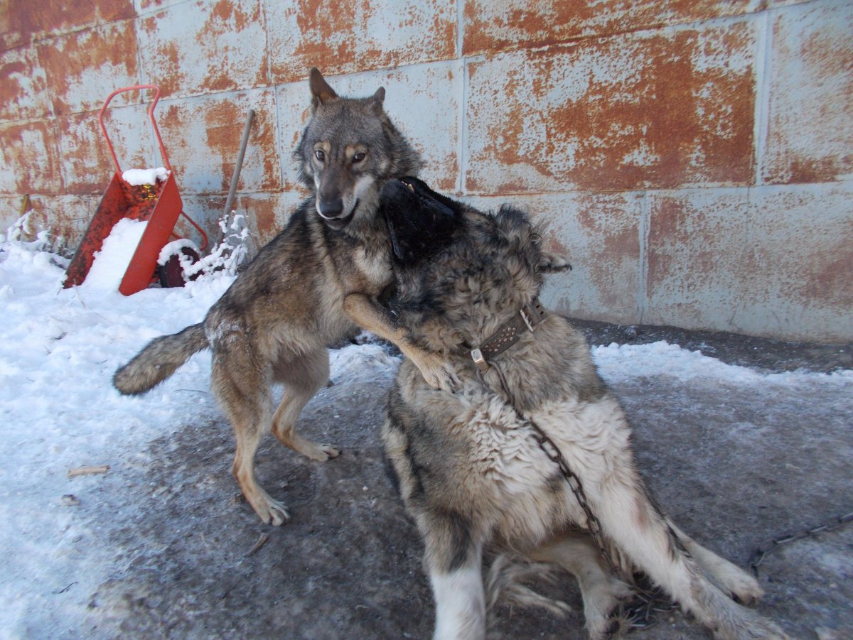 Волкособ гибрид волка