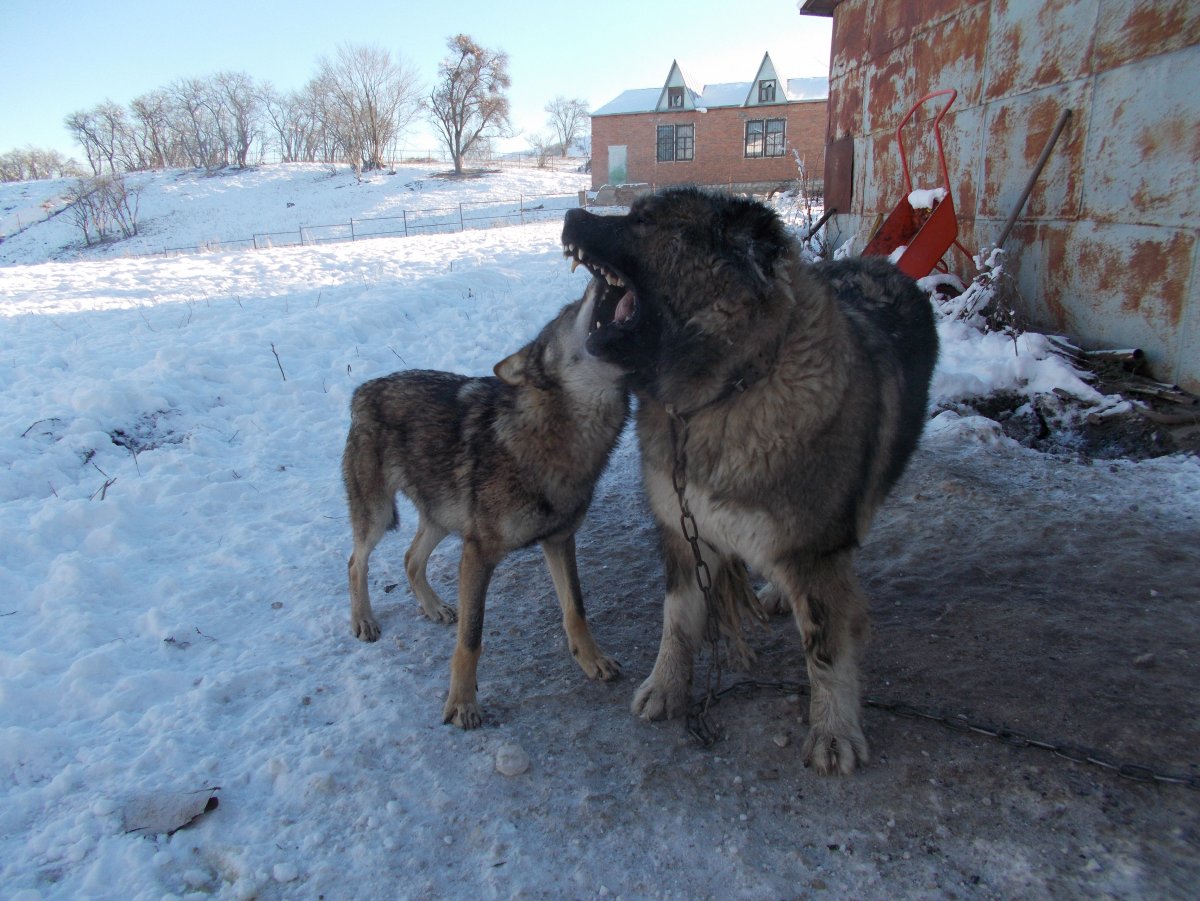 Кавказский волкодав и волк