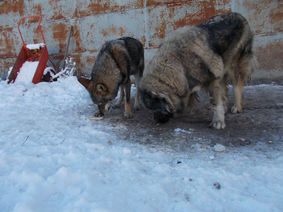 Азиатская овчарка кобель помесь лайка