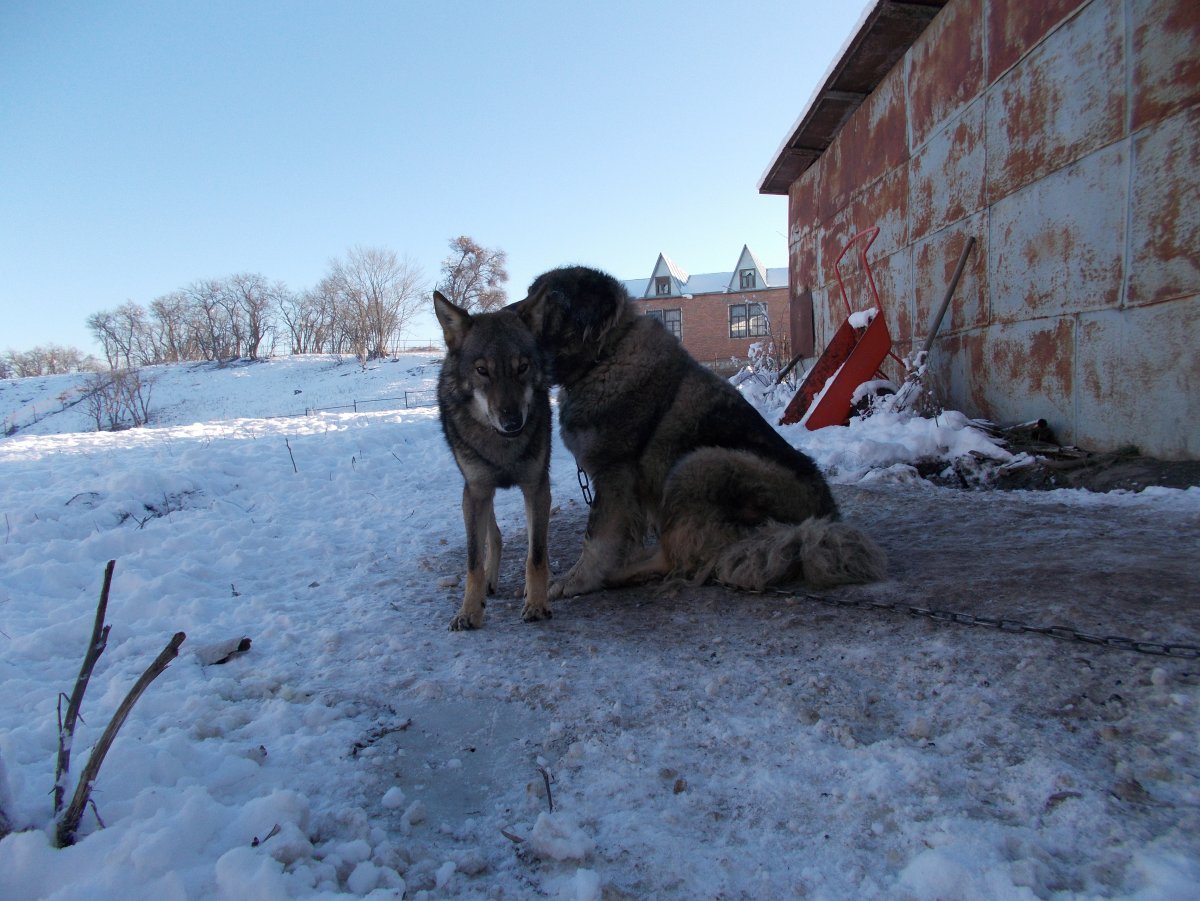 Волкодав и волкособ