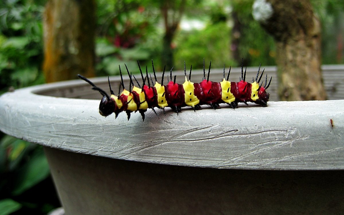 Яркая гусеница