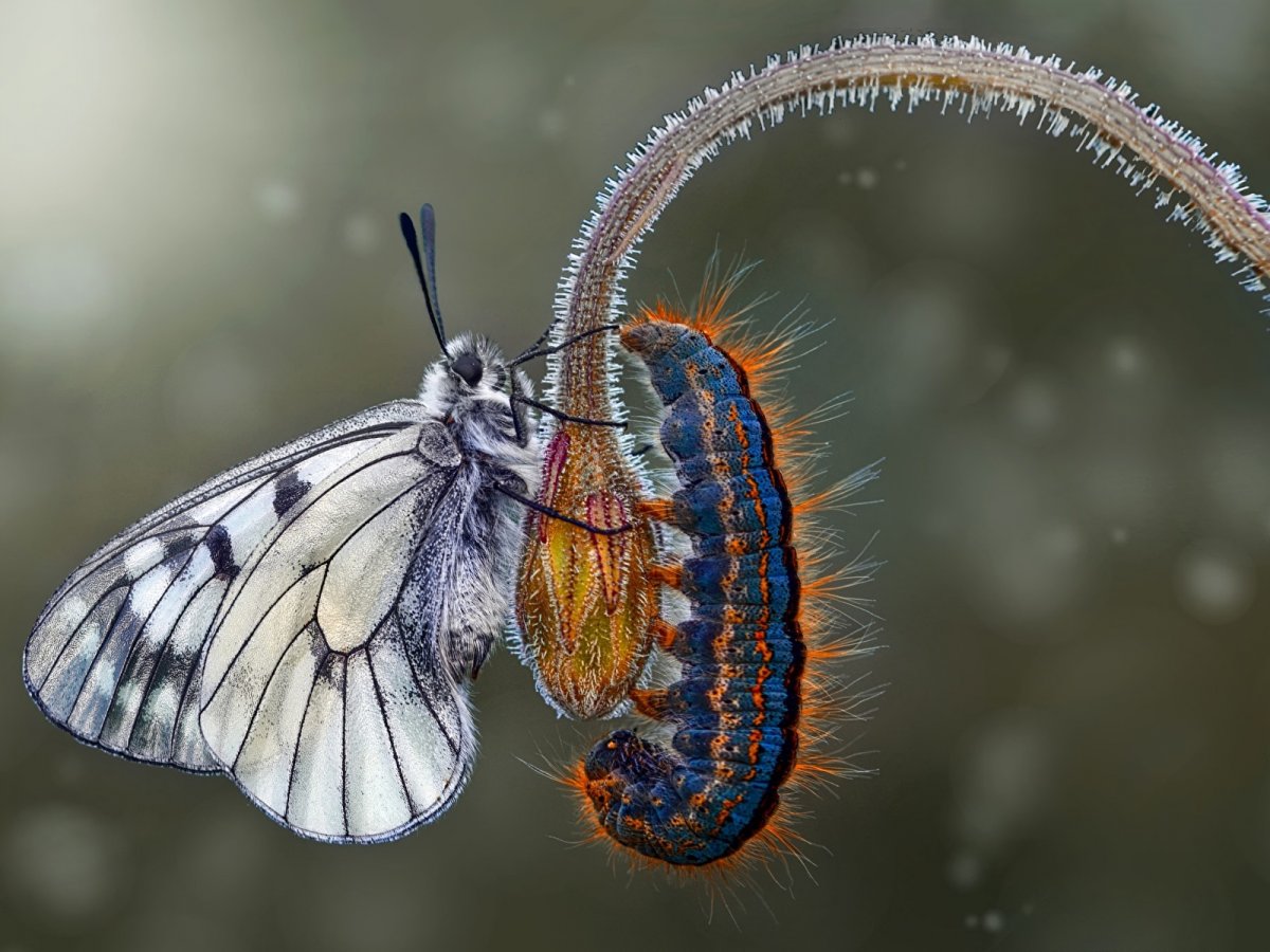 Гусеница Катерпиллер бабочка