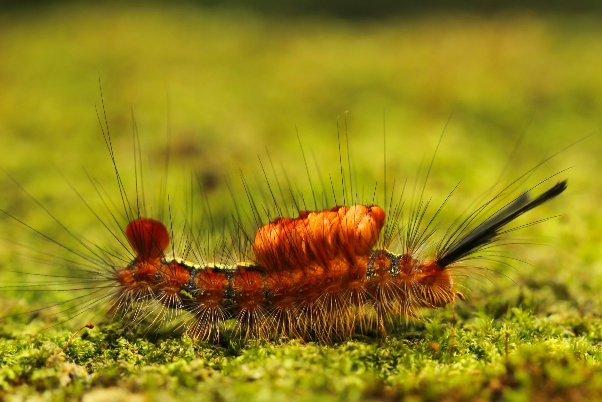 Личинка Лугового мотылька