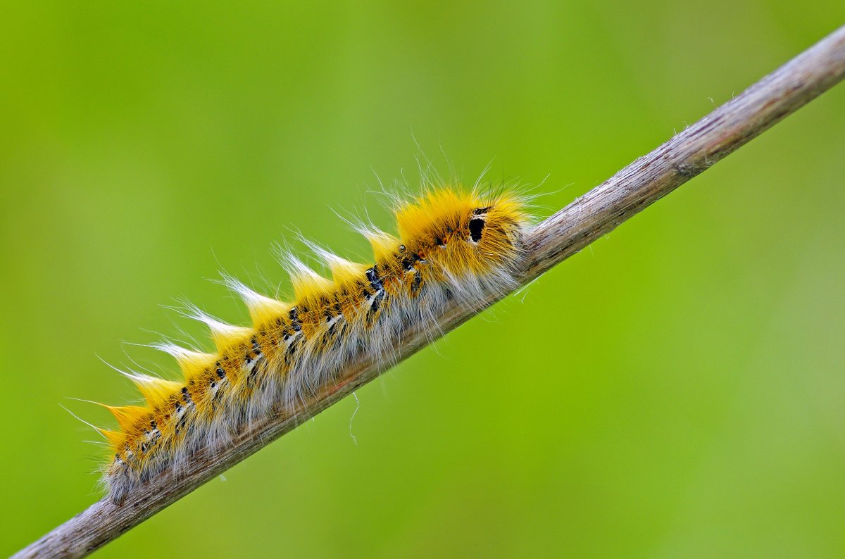 Самые необычные гусеницы