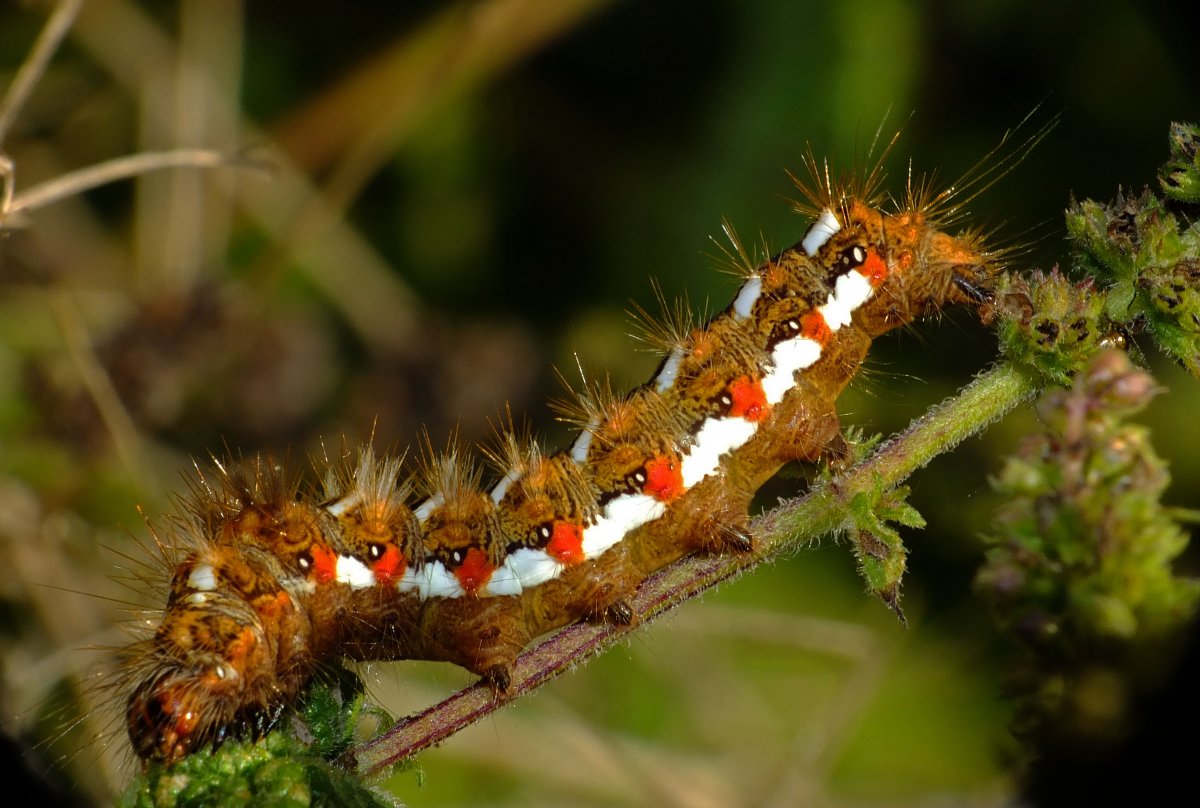 Тонкопряд гусеница