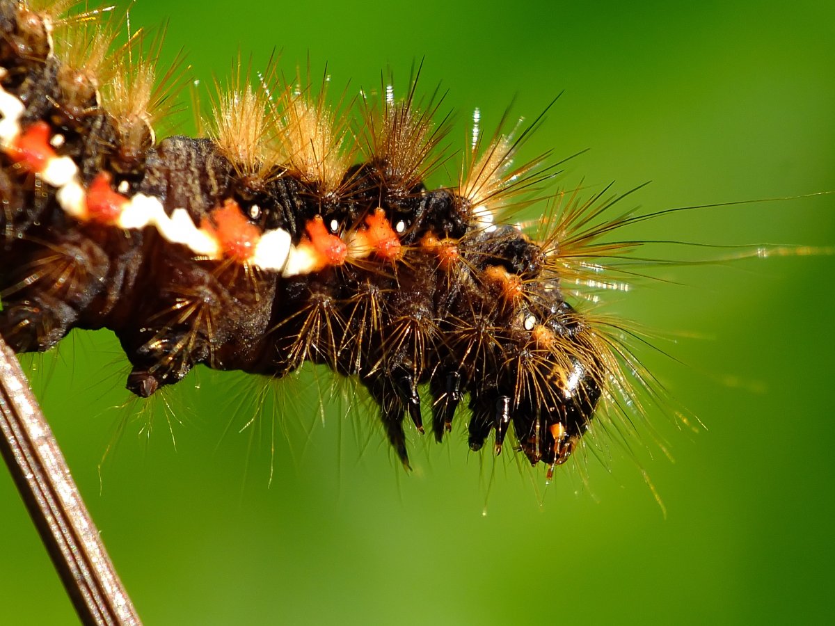 Гусеница макро