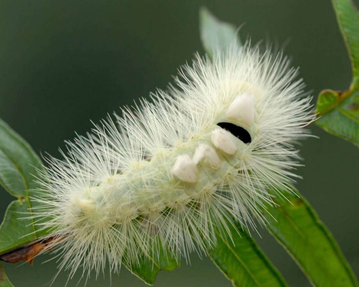 Пушистая гусеница