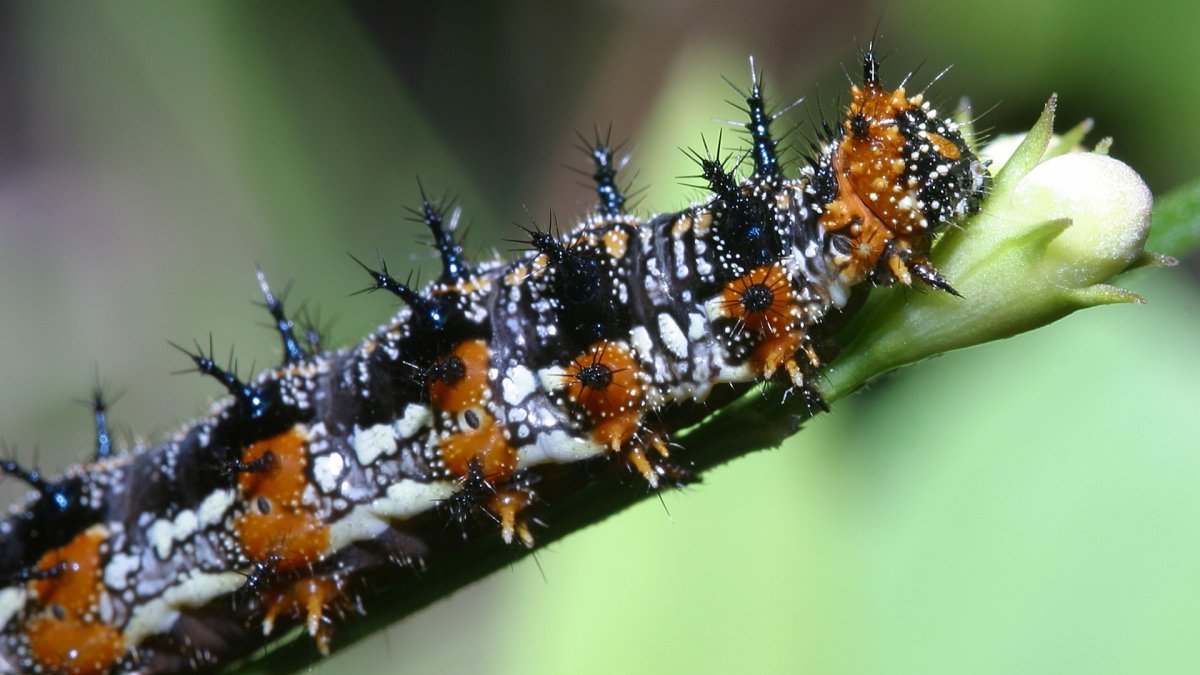 Гусеница Коцебу