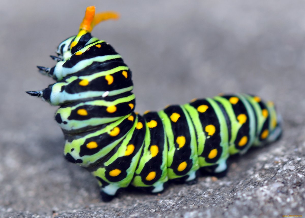 Гусеница личинка бабочки