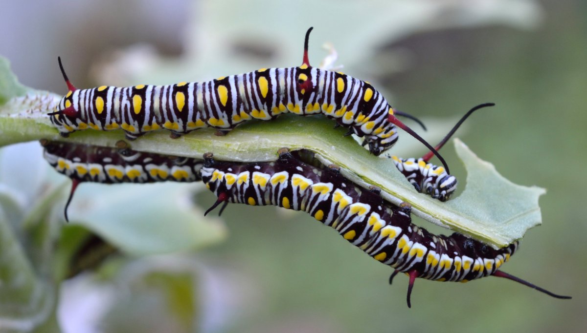 Гусеница палочник бабочка чехлоноска