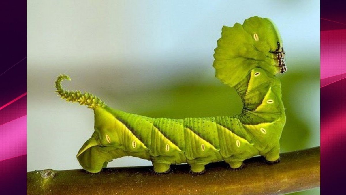 Необычные гусеницы