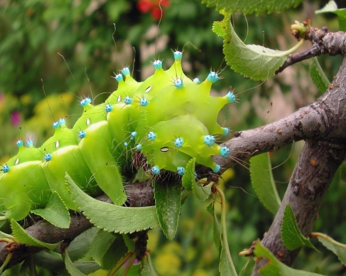 Необычные гусеницы