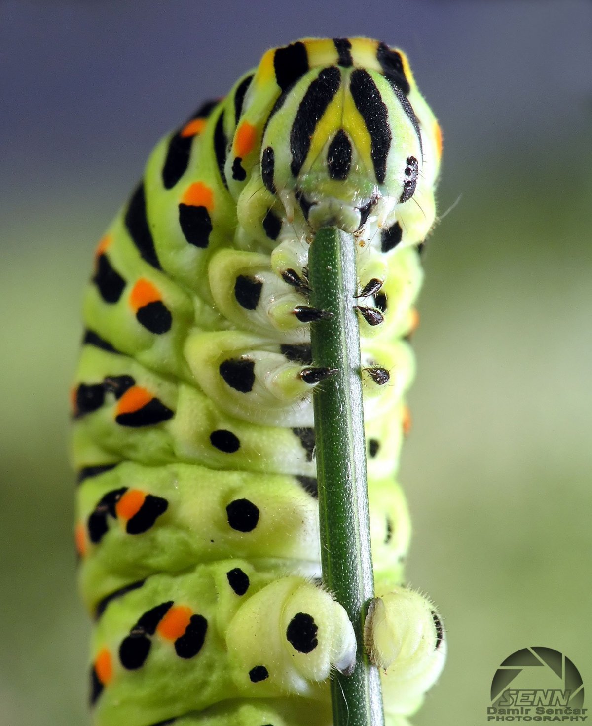 Гусеница Катерпиллер бабочка