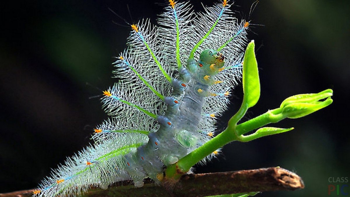 Гусеница бабочки Carthaea saturnioides