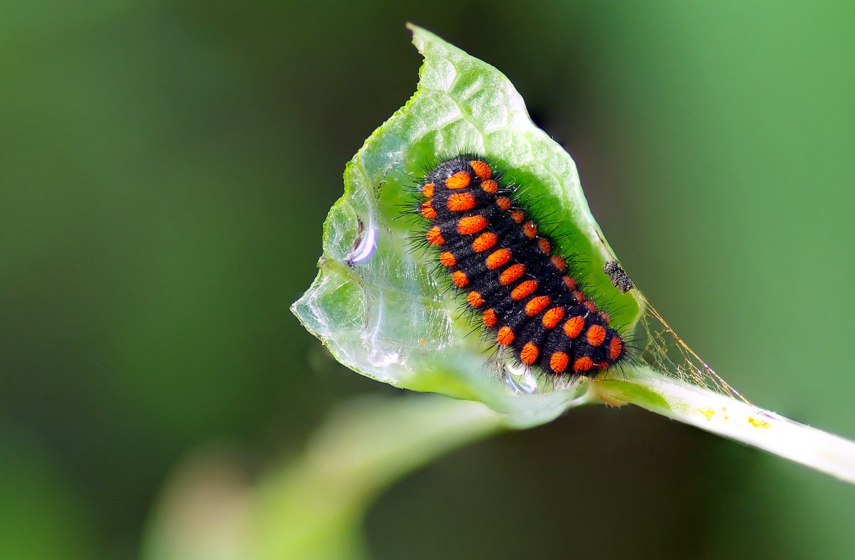 Гусеница Citheronia regalis