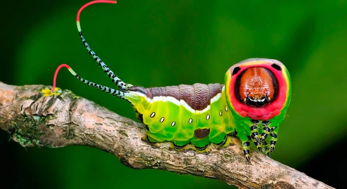 Гусеница Cerura vinula