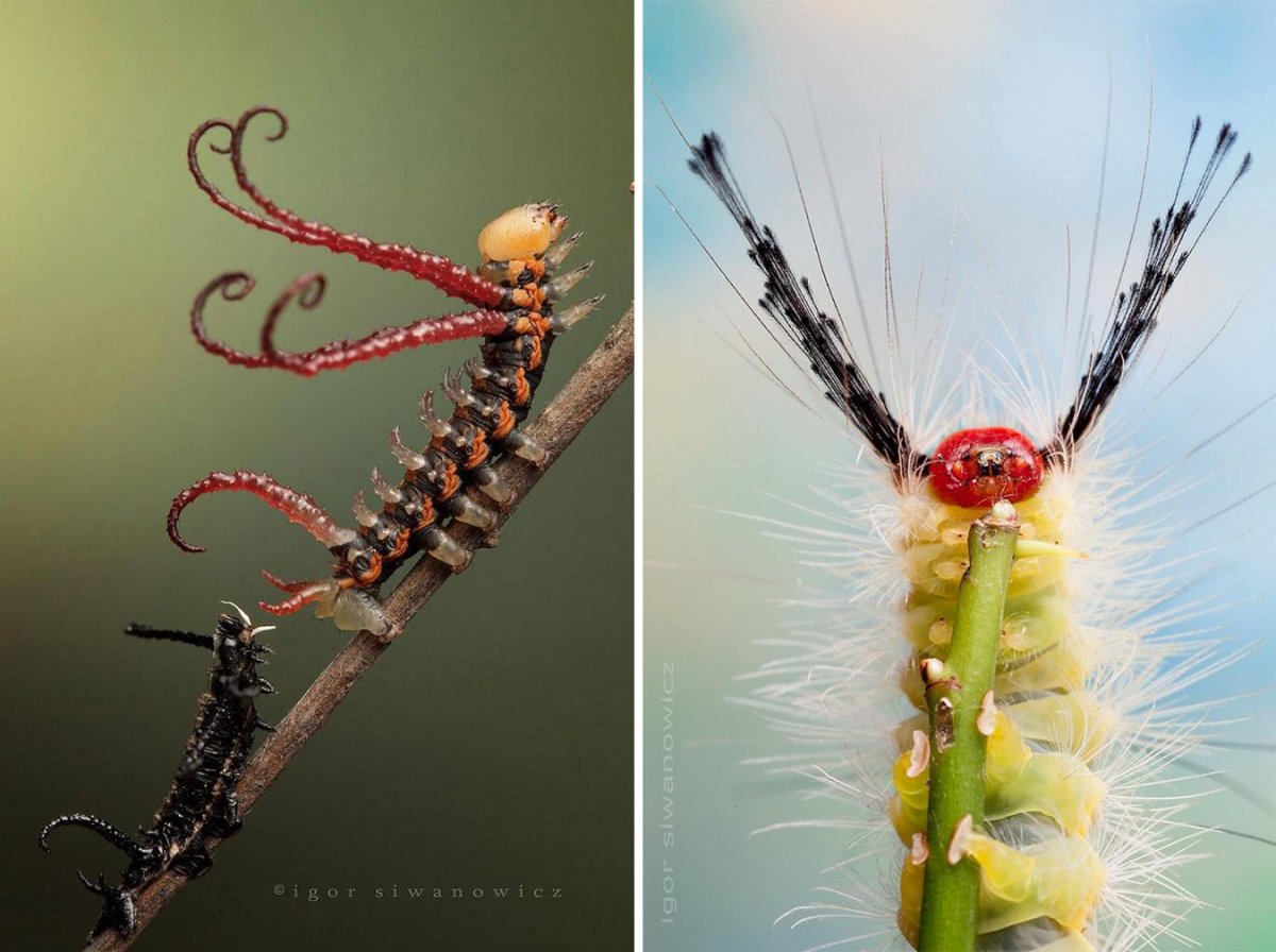 Необычные гусеницы