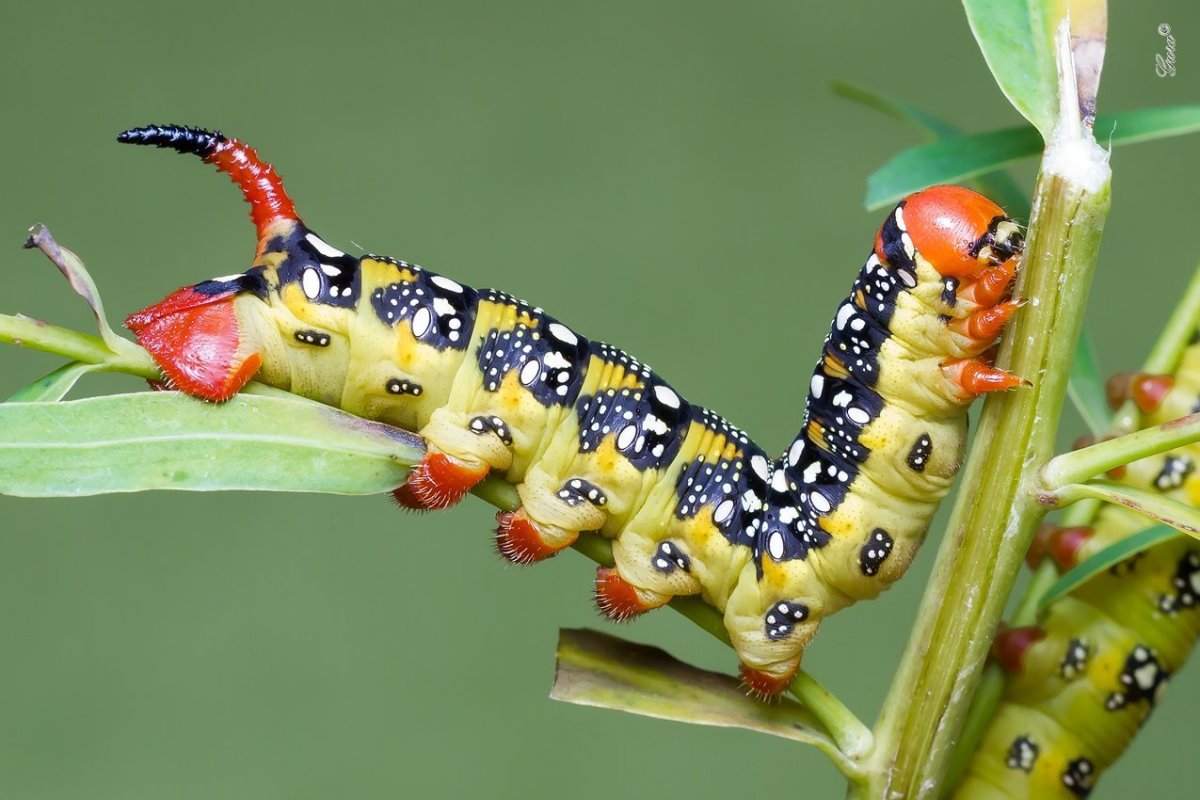 Гусеница бабочка мокрицы