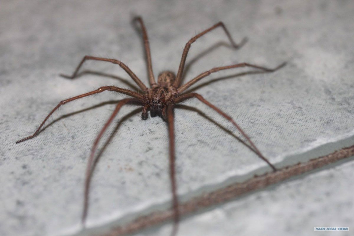 Паук Tegenaria atrica