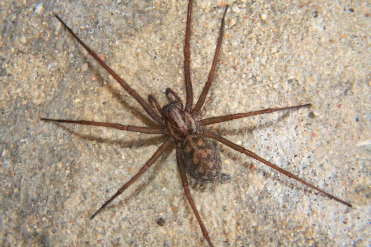 Домовый паук Tegenaria domestica