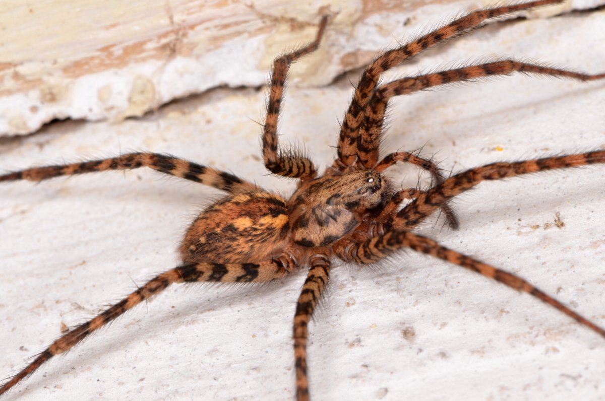 Коричневый паук бродячий