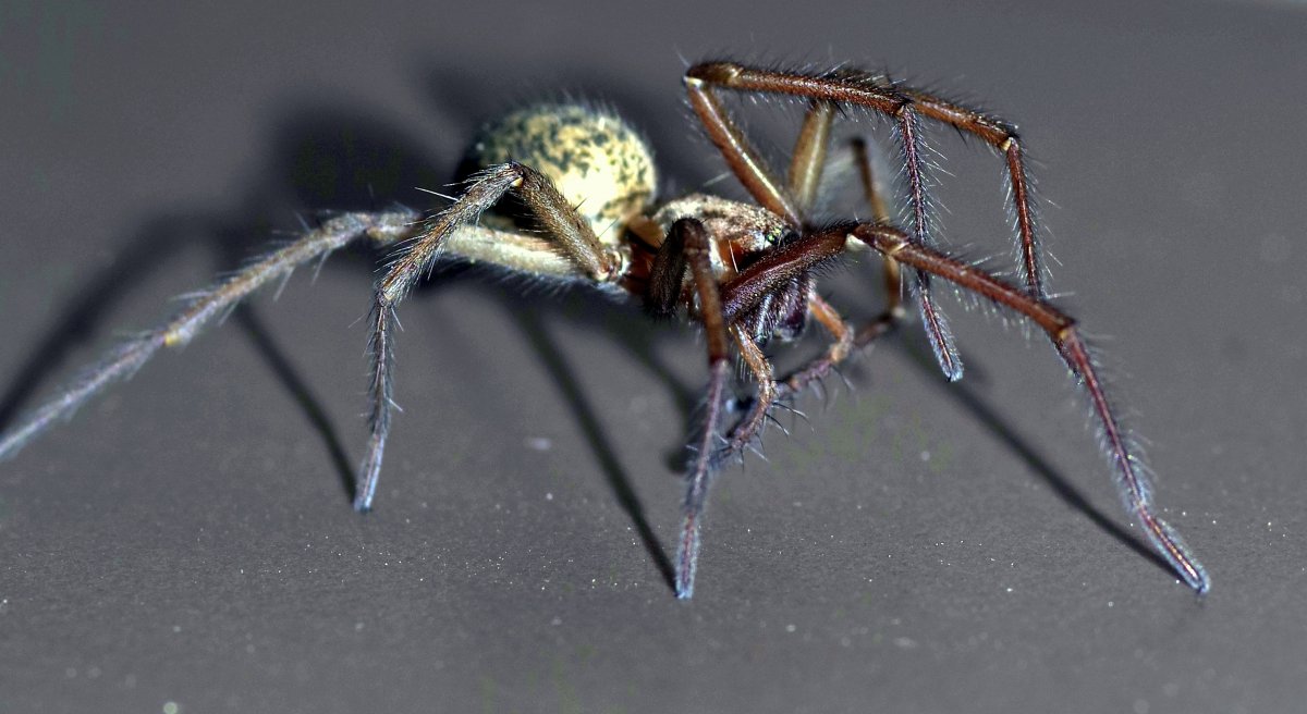 Tegenaria domestica паутина