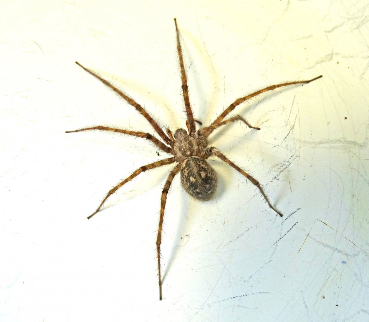 Tegenaria Agrestis Луговой паук
