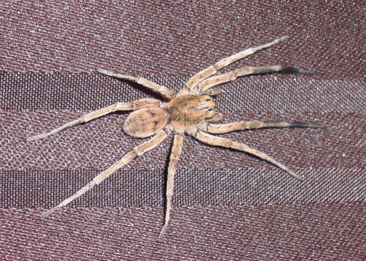 Паук Anapistula Ataecina