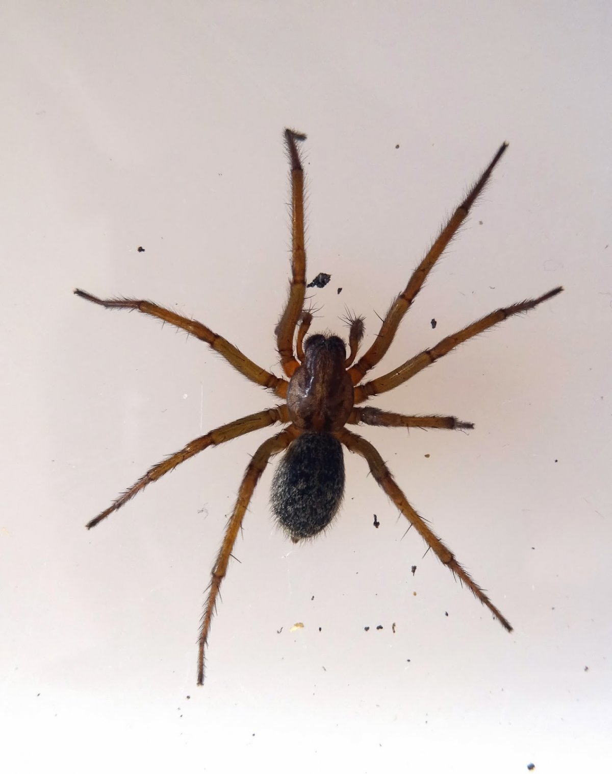 Tegenaria Agrestis паук Бродяга