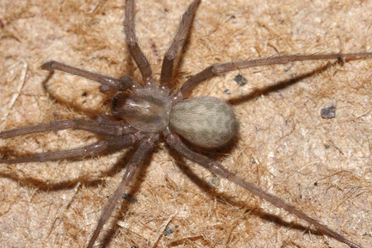 Домовой паук против тараканов