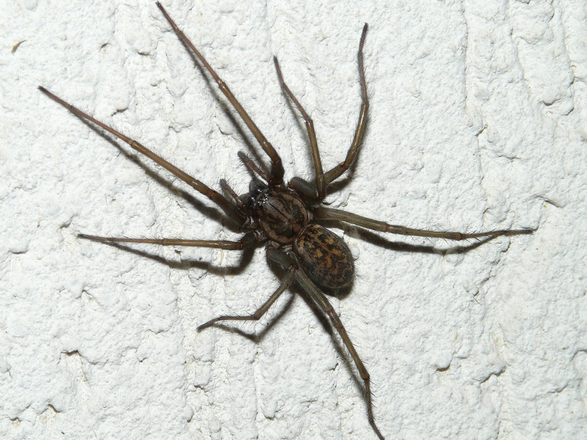 Луговой паук тегенария