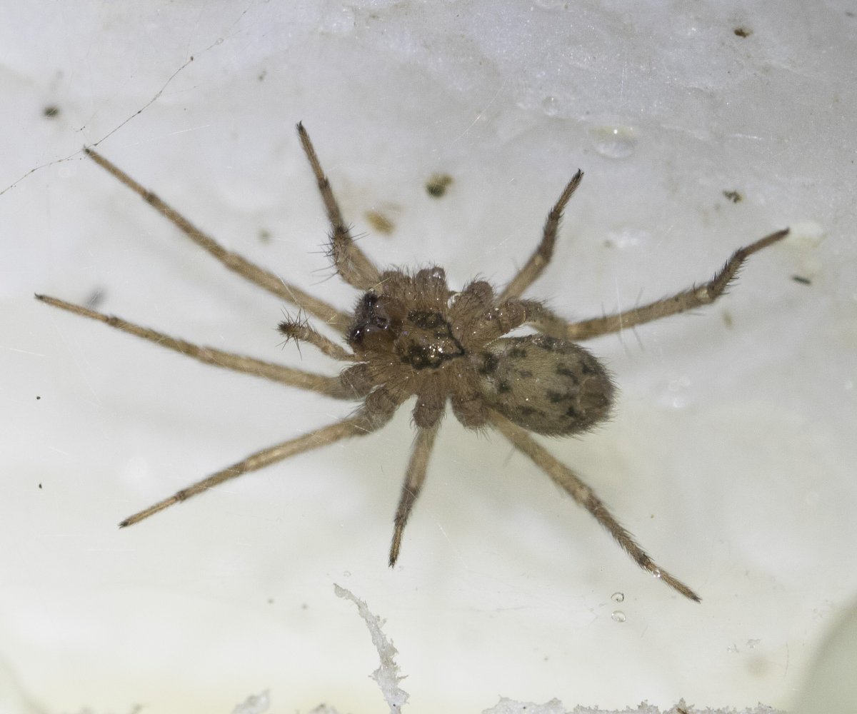 Полосатый Домовой паук