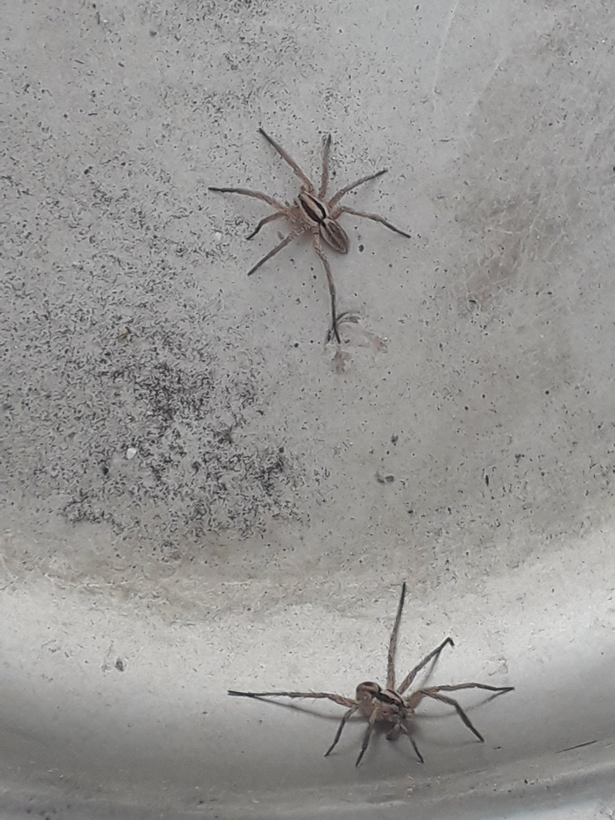 Тегенария париетина