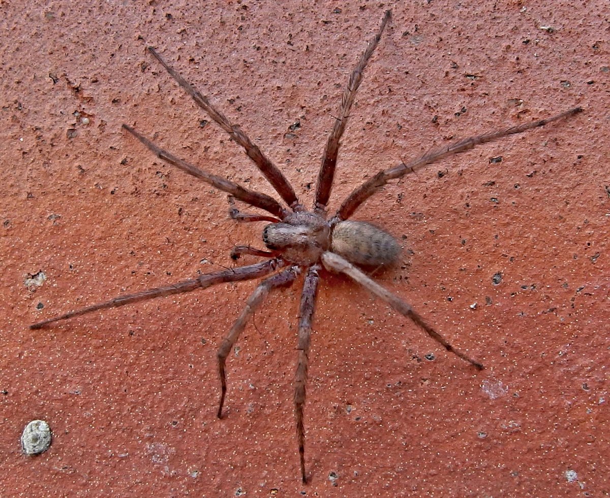 Паук обычный