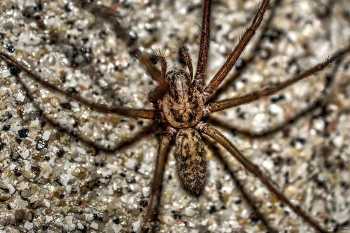 Паук тегенария