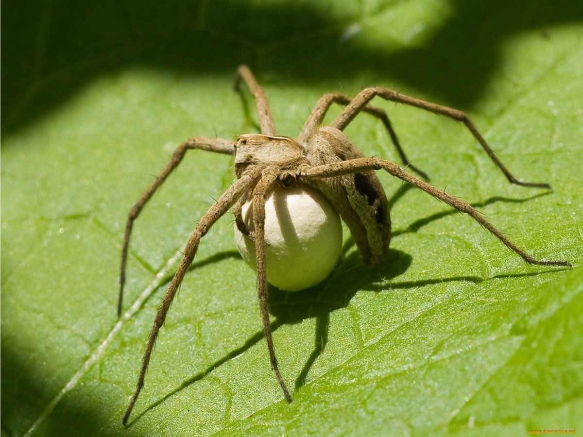 Araneus diadematus паук крестовик