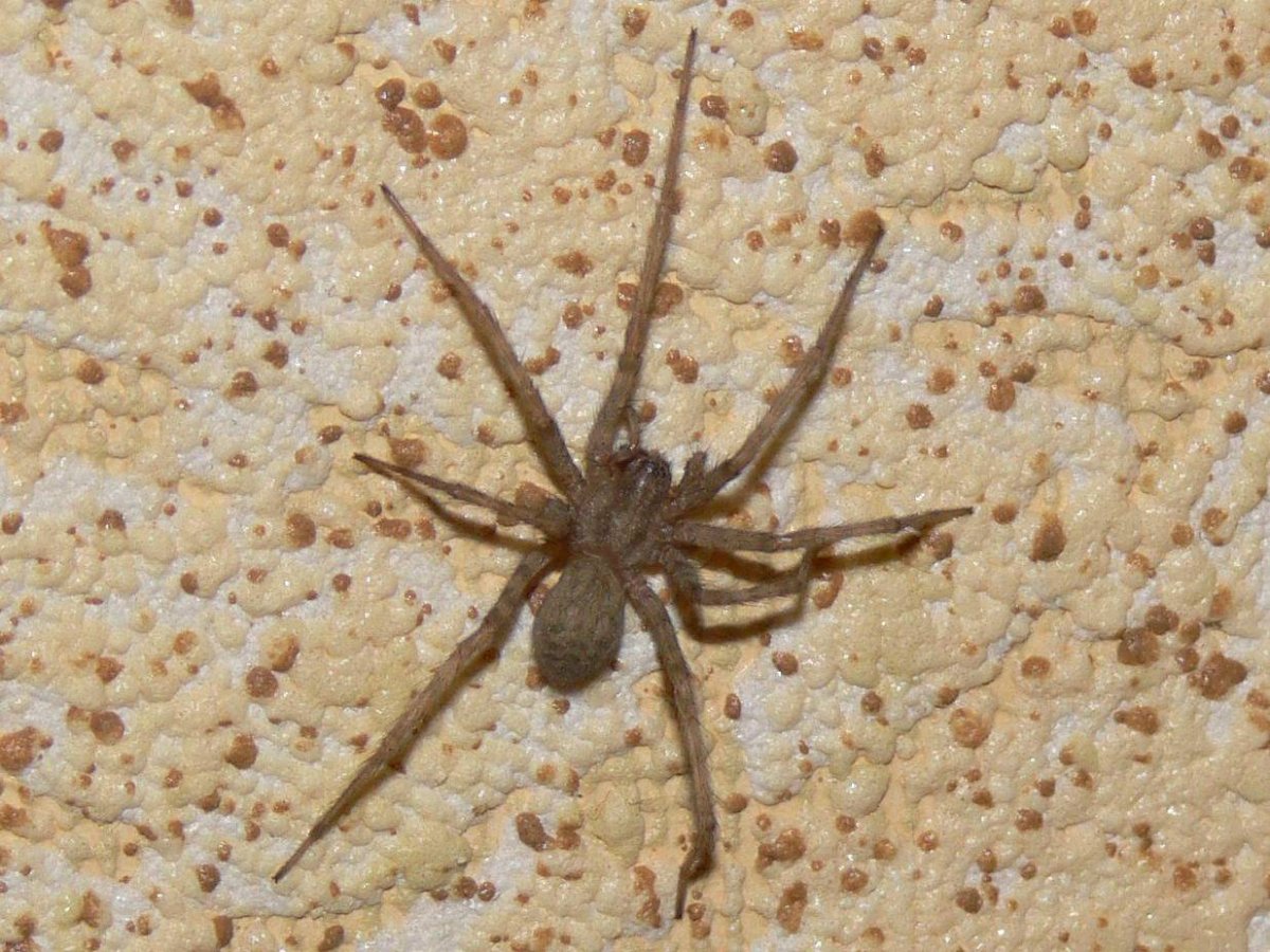 Домовый паук Tegenaria domestica