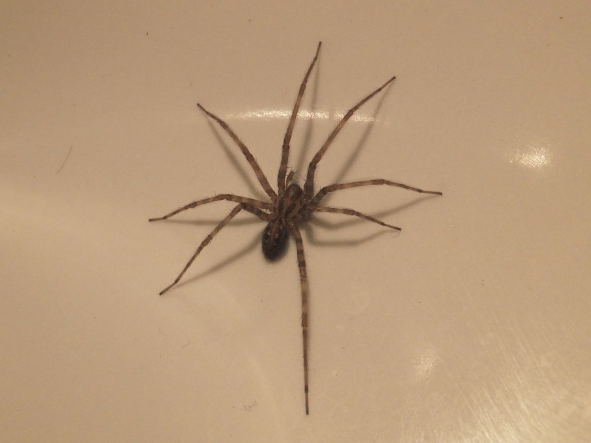 Луговой паук тегенария