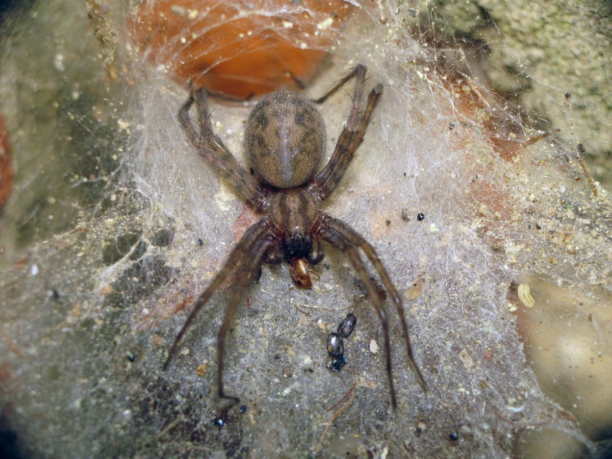 Бродячий Домовой паук (лат. Tegenaria Agrestis)