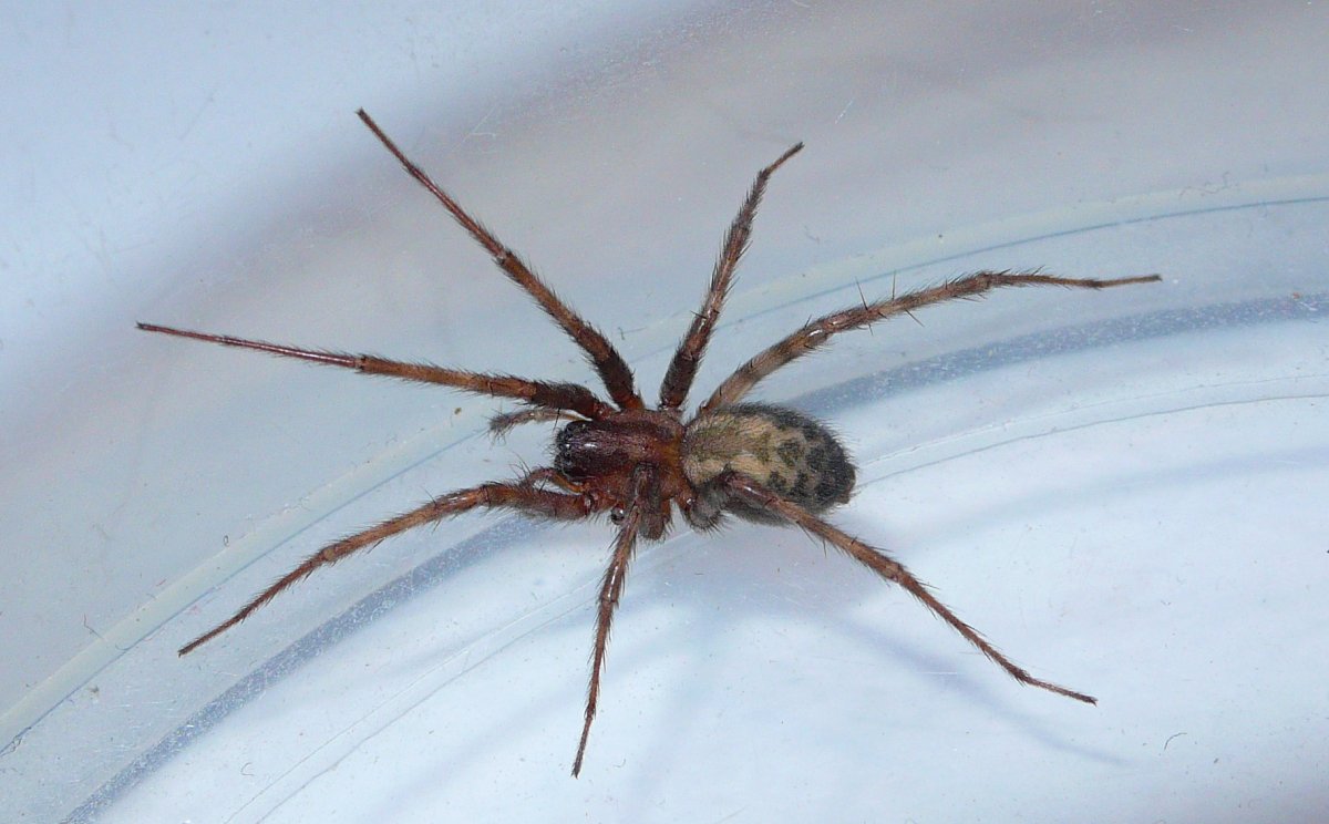 Tegenaria domestica паук